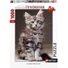 Nathan - Puzzle 1000 pièces - Le chaton Maine Coon