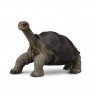 DAM - Figurine de collection - Collecta - Animaux sauvages - Tortue géante des Galapagos