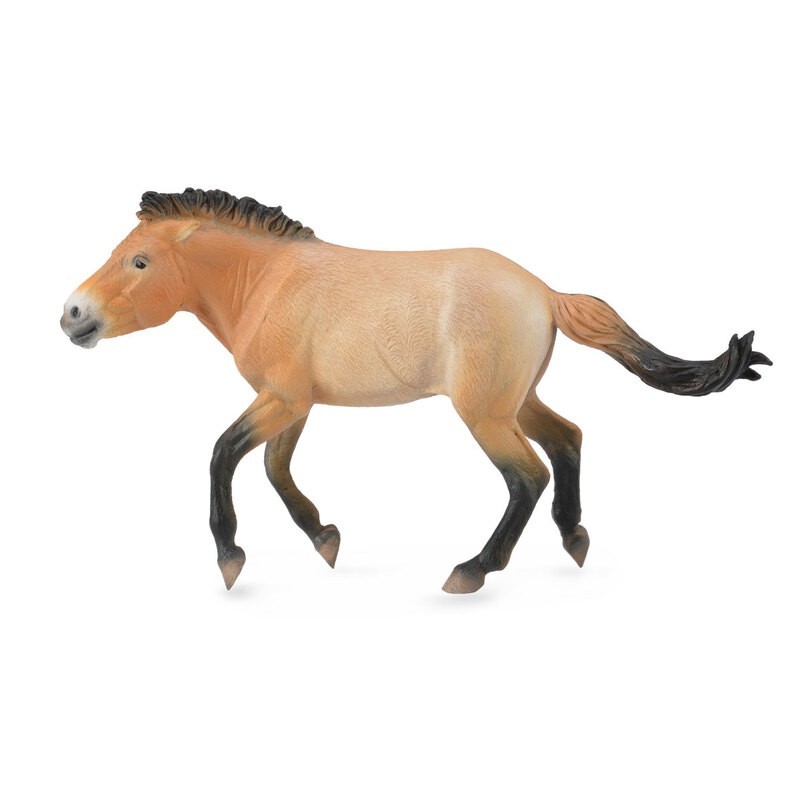 DAM - Figurine de collection - Collecta - Chevaux - Przewalski Etalon - (XL)