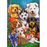 Castorland - Puzzle 1000 pièces - Chiots